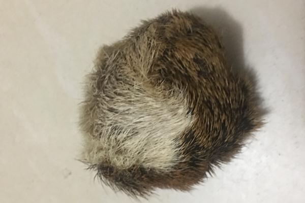 麝香的功效與作用 麝香的副作用 麝香的功效與作用 麝香的副作用