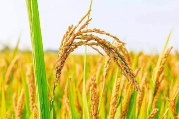 世界糧食日是每年的幾月幾日 世界糧食日的意義 世界糧食日是每年的幾月幾日 世界糧食日的意義