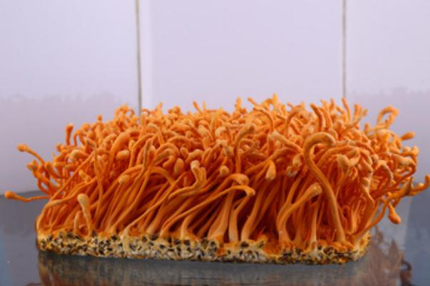 蟲草花是涼性的還是熱性的 蟲草花是什么東西長(zhǎng)出來的