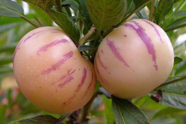 人參果的禁忌人群 人參果是什么季節(jié)的 人參果的禁忌人群 人參果是什么季節(jié)的