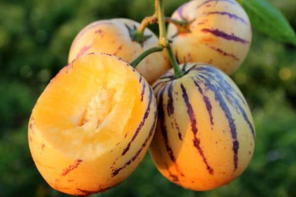 人參果的禁忌人群 人參果是什么季節(jié)的 人參果的禁忌人群 人參果是什么季節(jié)的