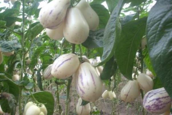 人參果孕婦能吃不 人參果孕婦血糖高可以吃嗎 人參果孕婦能吃不 人參果孕婦血糖高可以吃嗎