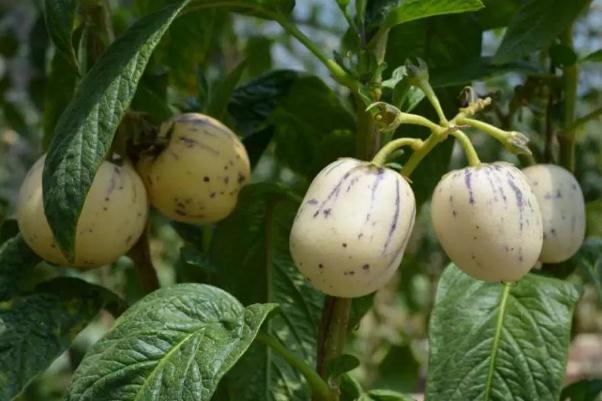 人參果孕婦能吃不 人參果孕婦血糖高可以吃嗎 人參果孕婦能吃不 人參果孕婦血糖高可以吃嗎