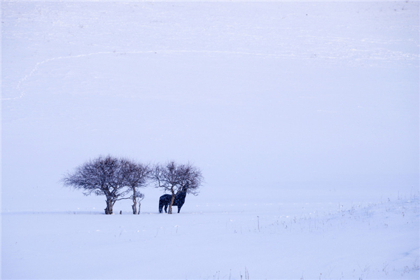 冬季吃板栗有什么好處 冬季有什么菌菇 冬季吃板栗有什么好處 冬季有什么菌菇