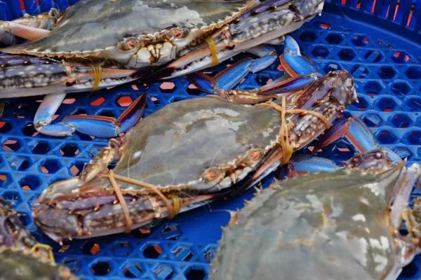 海鮮有營養(yǎng)嗎 海鮮有保質(zhì)期嗎 海鮮有營養(yǎng)嗎 海鮮有保質(zhì)期嗎