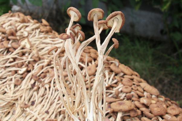 茶樹菇對(duì)乳腺增生有好處嗎 茶樹菇吃了會(huì)胃脹嗎