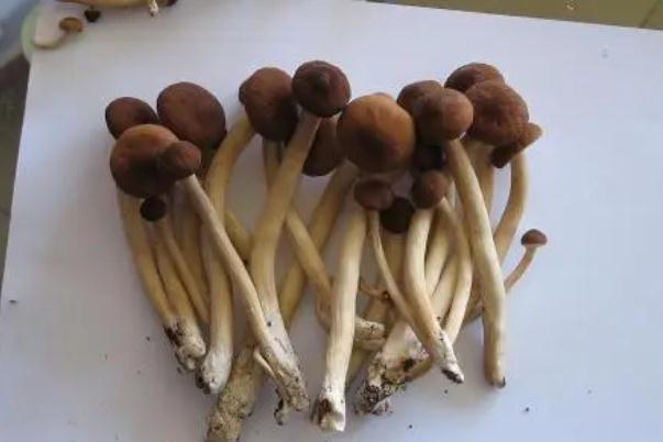 茶樹(shù)菇是榛蘑嗎 茶樹(shù)菇與香菇哪個(gè)好