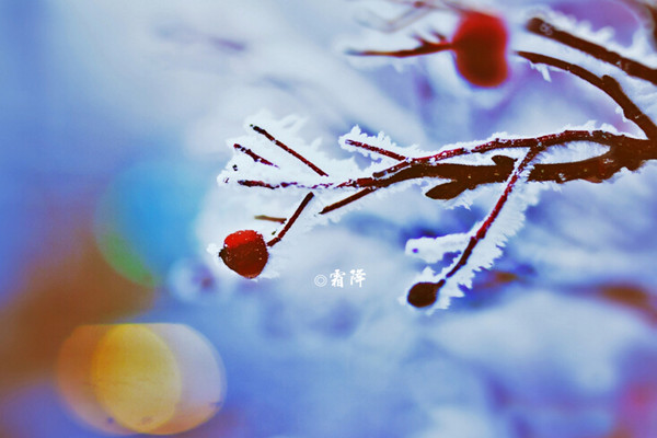 霜降為什么要吃鴨 霜降為什么要賞菊花 霜降為什么要吃鴨 霜降為什么要賞菊花