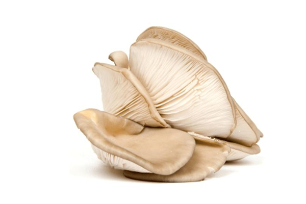 平菇能隔夜吃嗎 平菇能放冰箱保鮮嗎 平菇能隔夜吃嗎 平菇能放冰箱保鮮嗎