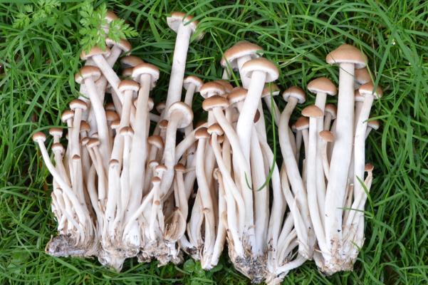 茶樹菇對(duì)乳腺增生有好處嗎 茶樹菇吃了會(huì)胃脹嗎