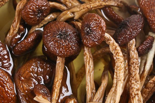 茶樹(shù)菇是榛蘑嗎 茶樹(shù)菇與香菇哪個(gè)好