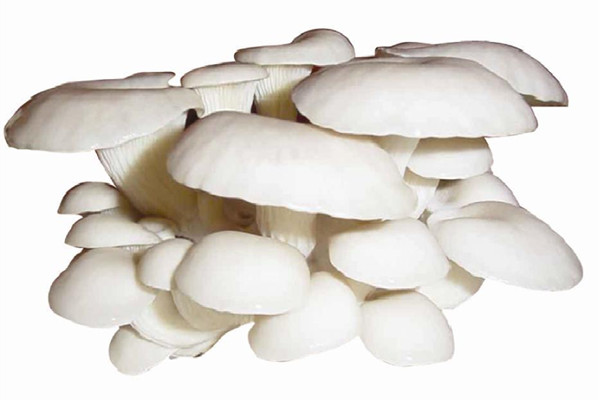 平菇如何挑選 平菇如何保存