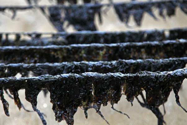 紫菜是寒性食物嗎 紫菜屬于哪種藻類 紫菜是寒性食物嗎 紫菜屬于哪種藻類