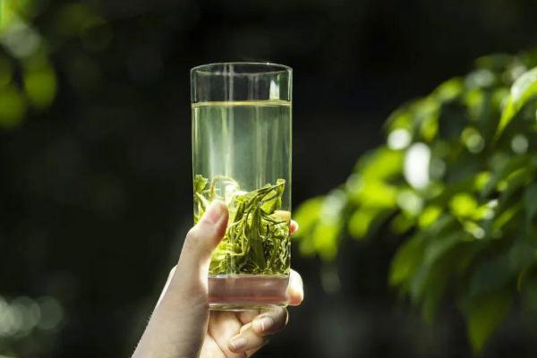 綠茶會導致失眠嗎 綠茶會導致便秘嗎 綠茶會導致失眠嗎 綠茶會導致便秘嗎