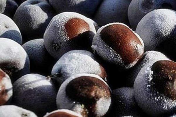 凍梨可以熬梨湯喝嗎 買的凍梨化了還能吃嗎 凍梨可以熬梨湯喝嗎 買的凍梨化了還能吃嗎