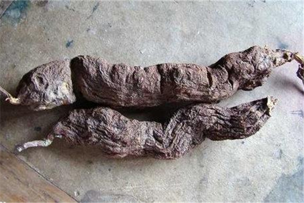 何首烏是補陰還是補陽 何首烏的功效和作用 何首烏是補陰還是補陽 何首烏的功效和作用