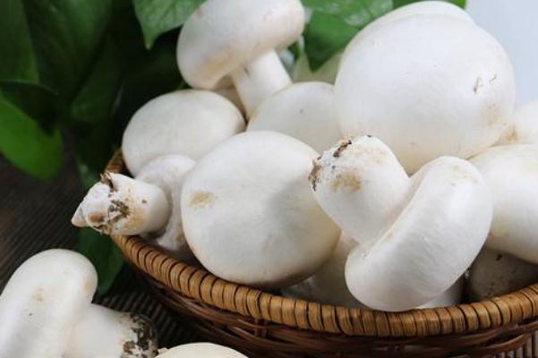 口蘑孕婦可以吃嗎 孕婦吃口蘑的注意事項 口蘑孕婦可以吃嗎 孕婦吃口蘑的注意事項