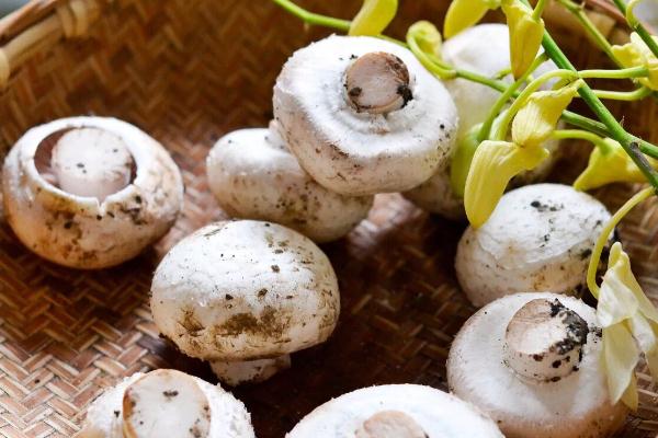 口蘑對(duì)身體有什么好處 口蘑對(duì)減肥有效果嗎 口蘑對(duì)身體有什么好處 口蘑對(duì)減肥有效果嗎