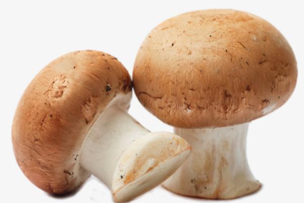 口蘑對(duì)身體有什么好處 口蘑對(duì)減肥有效果嗎 口蘑對(duì)身體有什么好處 口蘑對(duì)減肥有效果嗎