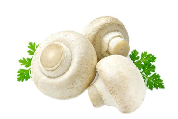 口蘑的營養(yǎng)價值與功效 口蘑的禁忌 口蘑的營養(yǎng)價值與功效 口蘑的禁忌