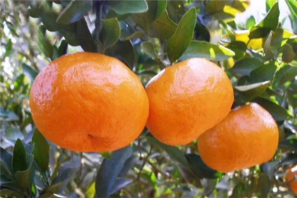 蘆柑什么時(shí)候上市 蘆柑是什么季節(jié)的水果 蘆柑什么時(shí)候上市 蘆柑是什么季節(jié)的水果