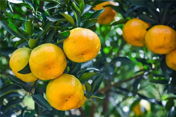 蘆柑吃多了皮膚會(huì)變黃嗎 蘆柑對身體有什么好處 蘆柑吃多了皮膚會(huì)變黃嗎 蘆柑對身體有什么好處