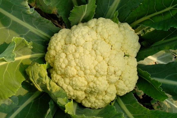 吃花椰菜容易脹氣嗎 吃花菜的注意事項 吃花椰菜容易脹氣嗎 吃花菜的注意事項