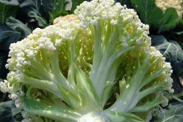 花椰菜的營養(yǎng)成分 花椰菜和菜花的區(qū)別 花椰菜的營養(yǎng)成分 花椰菜和菜花的區(qū)別