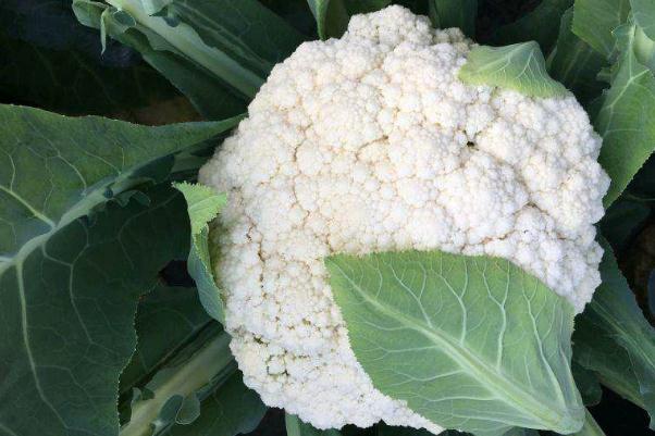 花椰菜對胃好嗎 花菜可以促進消化嗎 花椰菜對胃好嗎 花菜可以促進消化嗎