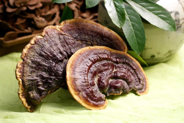 ?靈芝的主要功效 靈芝會(huì)不會(huì)上火 ?靈芝的主要功效 靈芝會(huì)不會(huì)上火