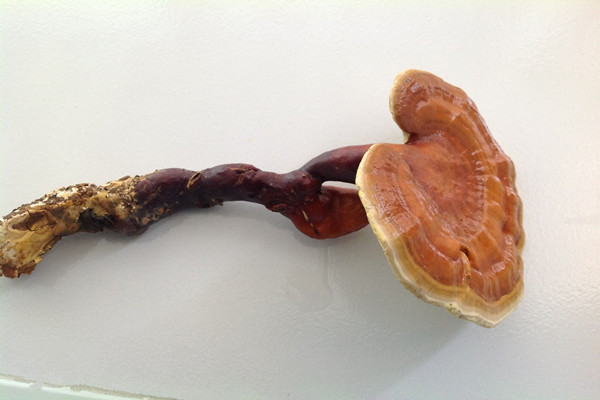 ?靈芝的主要功效 靈芝會(huì)不會(huì)上火 ?靈芝的主要功效 靈芝會(huì)不會(huì)上火