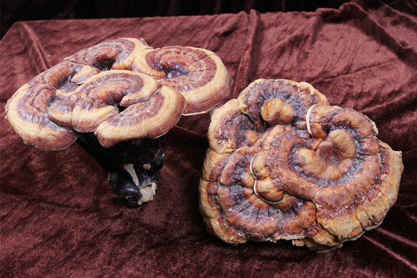 靈芝不苦是不是假靈芝 靈芝怎么辨別真假 靈芝不苦是不是假靈芝 靈芝怎么辨別真假