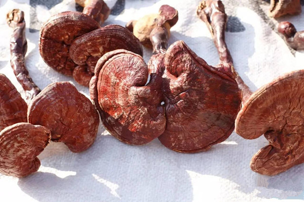 靈芝煮水要煮多久 靈芝不能和什么一起吃 靈芝煮水要煮多久 靈芝不能和什么一起吃