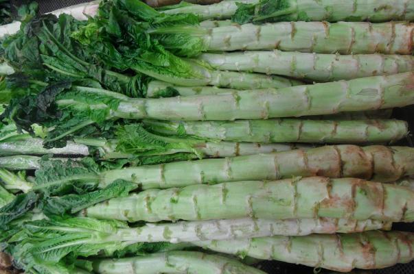 萵苣是感光食物嗎 萵苣是萵筍嗎 萵苣是感光食物嗎 萵苣是萵筍嗎