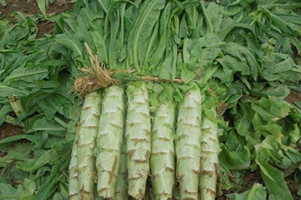 萵苣有洞能不能吃 為什么萵筍中間有洞 萵苣有洞能不能吃 為什么萵筍中間有洞