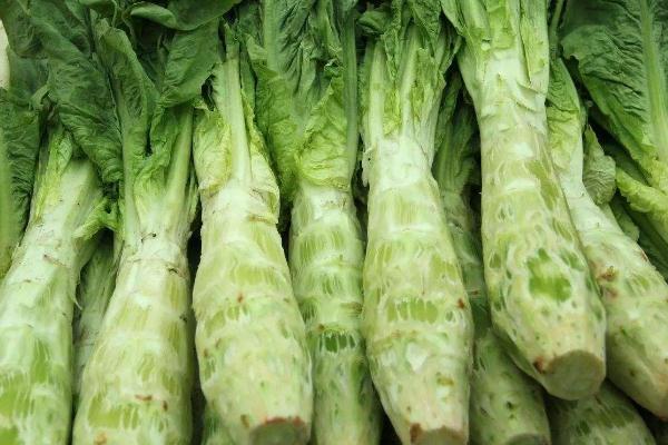 萵苣會不會回奶 萵苣會引起脹氣嗎 萵苣會不會回奶 萵苣會引起脹氣嗎