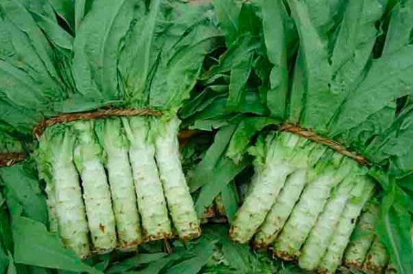 萵筍孕婦可以吃嗎 萵筍孕婦吃的有好處嗎 萵筍孕婦可以吃嗎 萵筍孕婦吃的有好處嗎