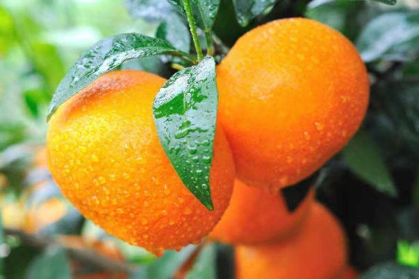 沃柑是什么雜交出來的 沃柑是什么水果 沃柑是什么雜交出來的 沃柑是什么水果