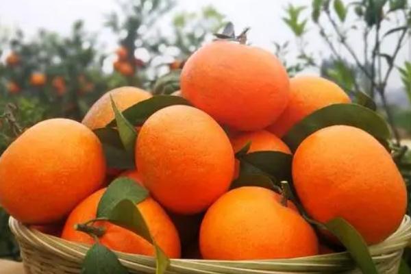 沃柑的營養(yǎng)成分 沃柑的分級 沃柑的營養(yǎng)成分 沃柑的分級