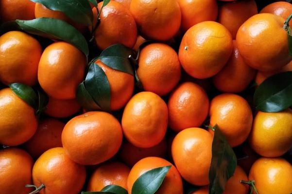 沃柑的營養(yǎng)成分 沃柑的分級 沃柑的營養(yǎng)成分 沃柑的分級