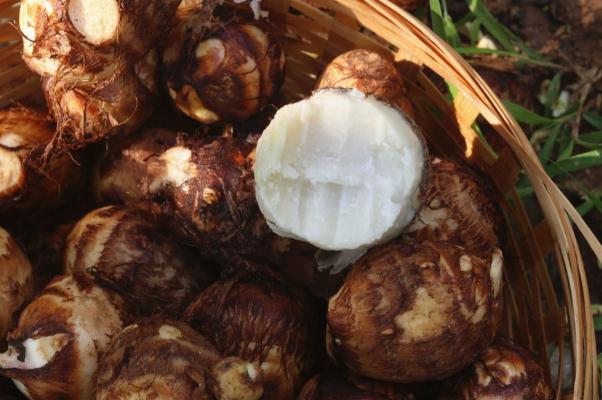 芋頭會吃胖嗎 芋頭會引起腸脹氣嗎 芋頭會吃胖嗎 芋頭會引起腸脹氣嗎