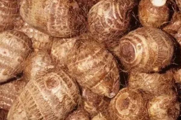 芋頭會吃胖嗎 芋頭會引起腸脹氣嗎 芋頭會吃胖嗎 芋頭會引起腸脹氣嗎