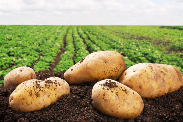 什么樣的土豆不能吃 怎么看土豆有沒有壞 什么樣的土豆不能吃 怎么看土豆有沒有壞