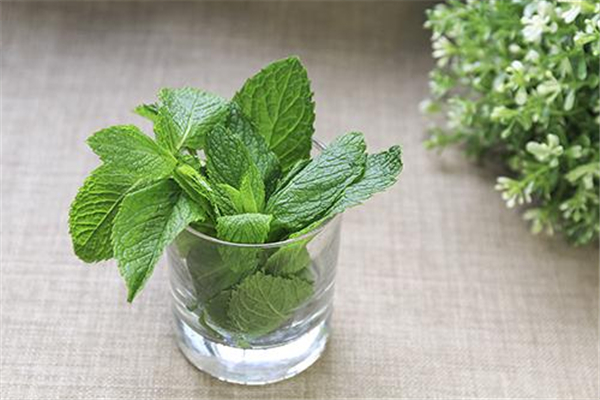 薄荷泡水放多少合適 薄荷泡水喝有什么禁忌 薄荷泡水放多少合適 薄荷泡水喝有什么禁忌