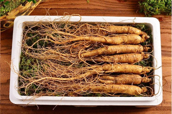 長白山人參是大個的好還是小個好 長白山人參是越重越好嗎 長白山人參是大個的好還是小個好 長白山人參是越重越好嗎