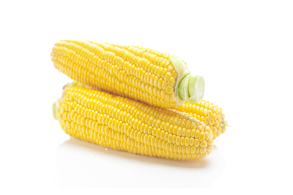 玉米需要放冰箱嗎 玉米怎么保存時(shí)間長(zhǎng)一點(diǎn) 玉米需要放冰箱嗎 玉米怎么保存時(shí)間長(zhǎng)一點(diǎn)