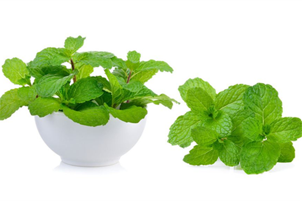 薄荷怎么曬干保存 薄荷曬干了有什么作用 薄荷怎么曬干保存 薄荷曬干了有什么作用