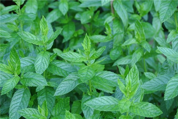 薄荷泡水用新鮮的好還是干的好 薄荷泡水變黑還能喝嗎 薄荷泡水用新鮮的好還是干的好 薄荷泡水變黑還能喝嗎