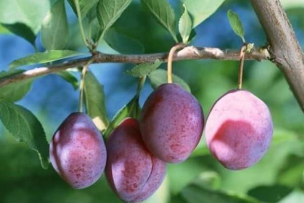 烏梅能降尿酸嗎 烏梅的熱量 烏梅能降尿酸嗎 烏梅的熱量