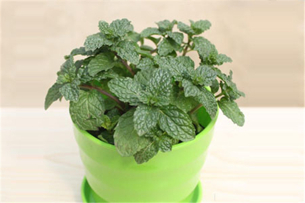 薄荷用于風寒還是風熱 薄荷可以止咳化痰嗎 薄荷用于風寒還是風熱 薄荷可以止咳化痰嗎
